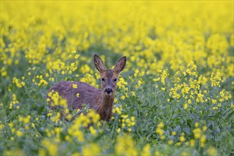 Roe deer (Capreolus capreolus) adult female doe in a farmland rapeseed crop in flower, Suffolk,