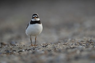 Ringed plover (Charadrius hiaticula) adult bird on a shingle beach, Suffolk, England, United