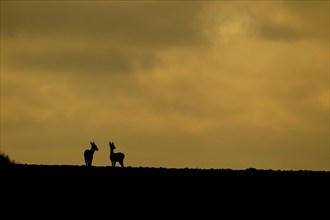 Roe deer (Capreolus capreolus) two adult animals on a hillside on a farmland field at sunset,