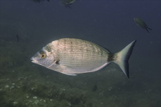 Sharpshout seabream (Diplodus puntazzo), dive site Cap de Creus Marine Protected Area, Rosas, Costa