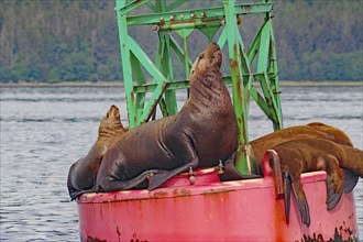 Sea lions on a buoy, Juneau, Inside Passage, Alaska, USA, North America