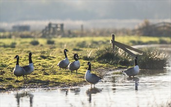 Canada Goose (Branta canadensis) birds on Marshes at winter time