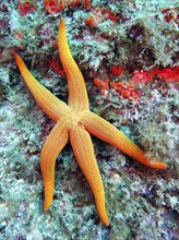 Orange-coloured starfish (Hacelia attenuata), dive site Iles Medes, L' Estartit, Costa Brava,