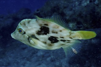 Brown filefish (Stephanolepis hispidus), Pasito Blanco reef dive site, Arguineguin, Gran Canaria,