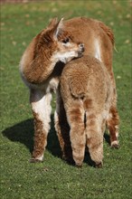 Alpacas (Vicugna pacos), mare suckling foal, Germany, Europe