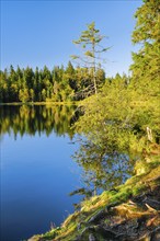 Spruce and pine forest along the lakeshore of the quiet Étang de la Gruère reflected in the water