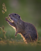 European ground squirrels (Spermophilus citellus) female foraging, flowering grass, inflorescence,