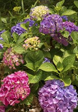 Mixed-coloured flowers of a single bigleaf hydrangea (Hydrangea macrophylla), the flower colour