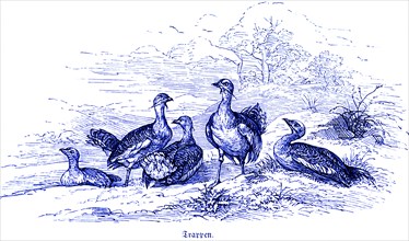 Bustards (Otididae) or Bustard Geese, Hubertus Hunting and Hunting Scenes, Wild Animals, Group,