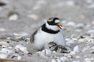 Little Ringed Plover (Charadrius hiaticula), adult bird on the clutch of eggs, Lower Saxony Wadden