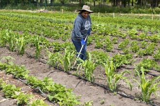 Alamosa, Colorado, The Rio Grande Farm Park. The commercial side of the nonprofit farm allows