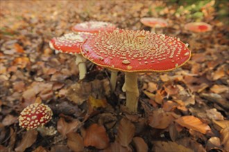 Group of fly agarics (Amanita muscaria), Schlangenbad, Taunus, Hesse, Germany, Europe