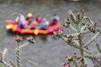 Rinconada, New Mexico, Rafters with New Mexico River Adventures on the Rio Grande below cholla