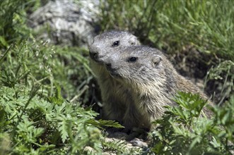 Two curious young Alpine marmots (Marmota marmota) at entrance of burrow, Gran Paradiso National