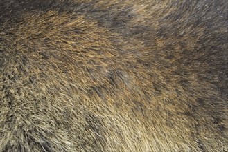 Alpine marmot (Marmota marmota) close-up of brown hairs in dense summer coat, fur, pelt