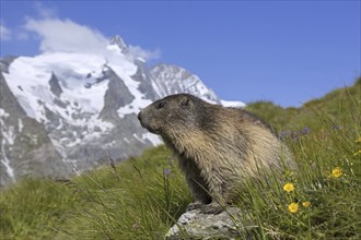 Alpine marmot (Marmota marmota) in front of the snow covered mountain Grossglockner, Hohe Tauern