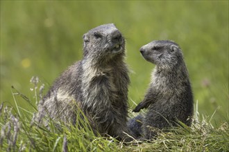 Alpine marmot (Marmota marmota) young greeting parent, Hohe Tauern National Park, Carinthia,