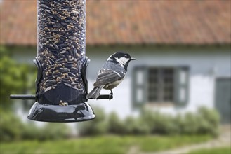 Coal tit (Parus ater) cole tit eating sunflower seeds from bird feeder, birdfeeder in garden of