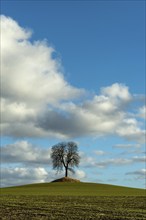 Tree isolated in a field in Autumn, Auvergne, France, Europe