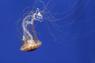 Japanese sea nettle (Chrysaora pacifica) jellyfish swimming underwater showing long trailing