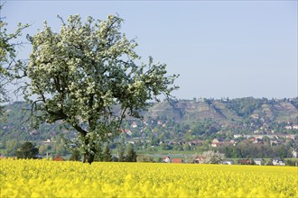 Radebeul, vineyards