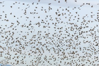 Common (Sturnus vulgaris) starlings fly together, in perfect symbiosis to protect themselves from