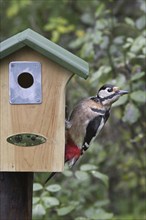 Great spotted woodpecker (Dendrocopos major) on nestbox fitted with metal plate to prevent