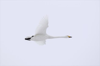 Whooper swan (Cygnus cygnus) in flight in winter