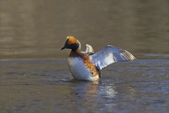 Horned grebe (Podiceps auritus) in breeding plumage flapping its wings in lake