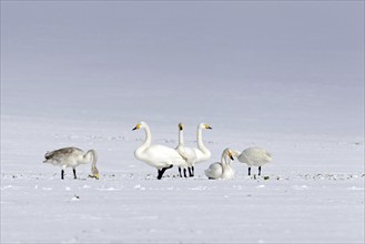 Flock of Whooper swans (Cygnus cygnus) on land in the snow in winter