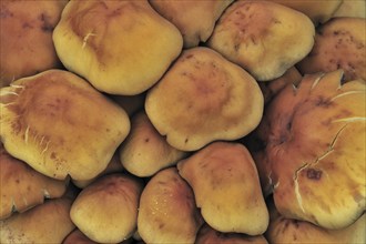 Sulphur tuft fungus, sulfur tuft, clustered woodlover (Hypholoma fasciculare) (Psilocybe