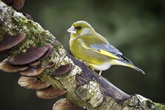 European Greenfinch (Carduelis chloris) male perched on branch