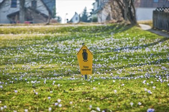 Crocus meadows in Drebach