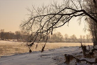 Ice drift on the Elbe in Dresden Pillnitz