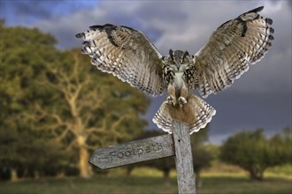 Eurasian eagle owl (Bubo bubo) landing with open wings on signpost in meadow at forest's edge at