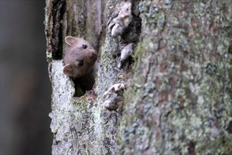 Beech marten (Martes foina), Bitburg, Rhineland-Palatinate, Germany, Europe