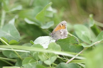 Small heath (Coenonympha pamphilus), butterfly, insect, macro, meadow, clover, The Lesser