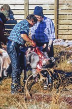 Slaughter of a reindeer bull by Sami people in Lapland in north of Sweden, Kvikkjokk, Lapland,