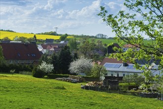 Cows on the pasture in Reinhardtsgrimma