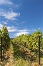 Wine field, rows of vines, summer, Southern Palatinate, Palatinate, Rhineland-Palatinate, Germany,