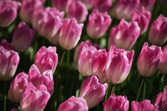 Blooming pink tulips flowerbed in Keukenhof flower garden, also known as the Garden of Europe, one