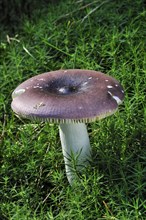 Russula turci fungus under moss