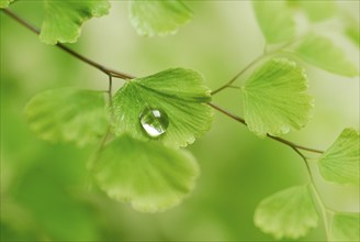 Water drops on lady hair fern (Adiantum raddianum)