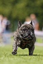 A dog running across a meadow, Baden-Württemberg, Germany, Europe