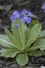 Drumstick primrose (Primula denticulata)