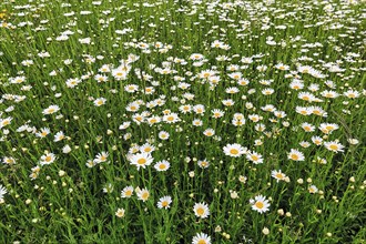 Flowering camomile in the monastery garden, background picture, Dalheim Monastery, State Museum of