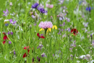 Colourful flower meadow, Münsterland, North Rhine-Westphalia, Germany, Europe