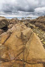 Rocks covered with shells on the Atlantic coast. Sables d'Olonne, Vendee France