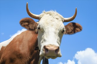 Portrait of Simmental cattle against a blue sky, Bernese Oberland, Switzerland, Europe