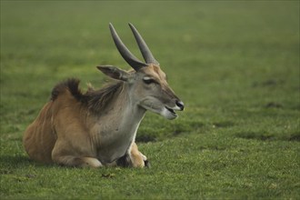 Common eland (Taurotragus oryx), prone, captive